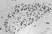 Anti Chicken CSF1R Antibody, clone ROS-AV170 thumbnail image 2