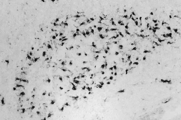 Anti Chicken CSF1R Antibody, clone ROS-AV170 gallery image 2