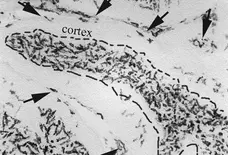 Anti Chicken CSF1R Antibody, clone ROS-AV170 gallery image 3