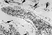Anti Chicken CSF1R Antibody, clone ROS-AV170 thumbnail image 3