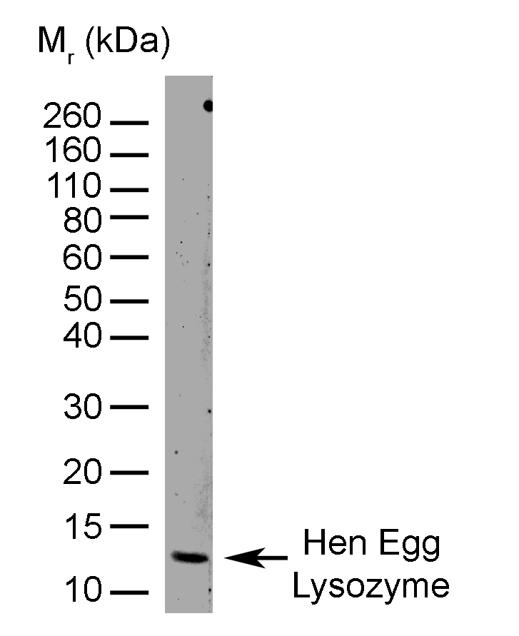 Anti Chicken Hen Egg Lysozyme Antibody, clone AbD11397 gallery image 1