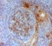 Anti Chicken IgM Antibody, clone a-chIgM thumbnail image 1