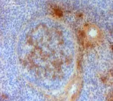 Anti Chicken IgM Antibody, clone M1 (a-chIgM) gallery image 1