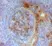 Anti Chicken IgM Antibody, clone M1 (a-chIgM) thumbnail image 1