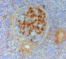 Anti Chicken IgY Antibody, clone 4D12 gallery image 1