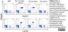 Anti Chicken Monocytes/Macrophages Antibody, clone KUL01 gallery image 1
