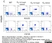 Anti Chicken Monocytes/Macrophages Antibody, clone KUL01 thumbnail image 1