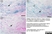 Anti Chicken Monocytes/Macrophages Antibody, clone KUL01 thumbnail image 2