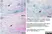 Anti Chicken Monocytes/Macrophages Antibody, clone KUL01 thumbnail image 2