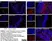 Anti Chicken Monocytes/Macrophages Antibody, clone KUL01 thumbnail image 3