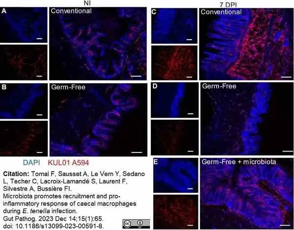 Anti Chicken Monocytes/Macrophages Antibody, clone KUL01 gallery image 3