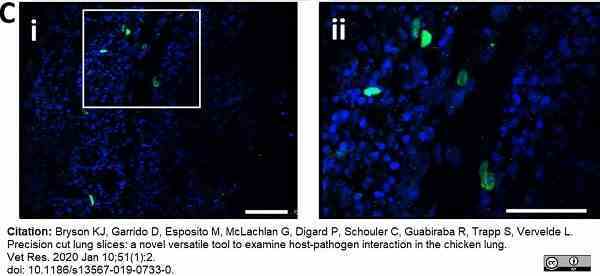 Anti Chicken Monocytes/Macrophages Antibody, clone KUL01 gallery image 4