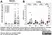 Anti Ovalbumin Antibody, clone 2C6 thumbnail image 4