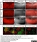Anti Chicken TCR Alpha/Beta (Vb1) Antibody, clone TCR-2 thumbnail image 1
