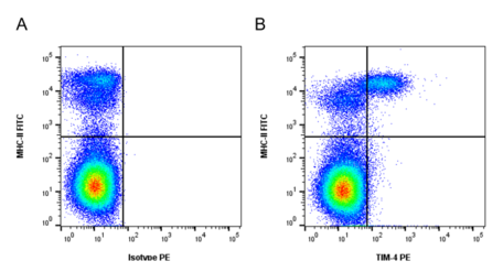 Anti Chicken Tim-4 Antibody, Clone Ros-jh9 