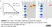 Anti Chicken TIM-4 Antibody, clone ROS-JH9 thumbnail image 2