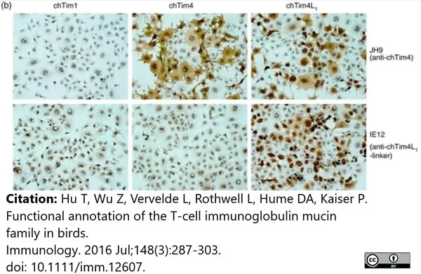 Anti Chicken TIM-4 Antibody, clone ROS-JH9 gallery image 3