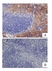 Anti Idiotypic Cl:A3-1 (F4/80) Antibody, clone AbD17867 thumbnail image 1
