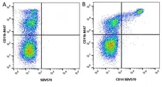 Anti Bovine CD11b Antibody, clone CC126 gallery image 10