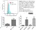 Anti Bovine CD11b Antibody, clone CC126 thumbnail image 4