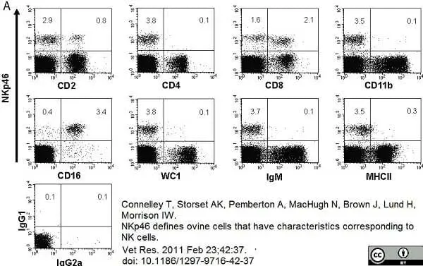 Anti Bovine CD11b Antibody, clone CC126 gallery image 5
