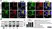 Anti Bovine CD11b Antibody, clone CC126 thumbnail image 7