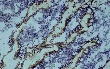 Anti Bovine CD13 Antibody, clone CC81 gallery image 1