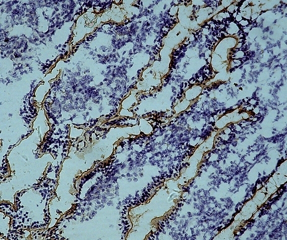 Anti Bovine CD13 Antibody, clone CC81 gallery image 1