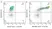 Anti Bovine CD14 Antibody, clone CAM36A thumbnail image 1