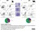 Anti Bovine CD14 Antibody, clone CAM36A thumbnail image 2