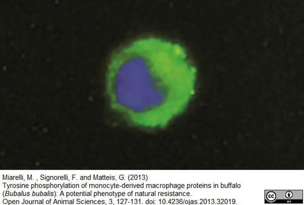 Anti Bovine CD14 Antibody, clone CC-G33 gallery image 2