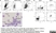 Anti Bovine CD172a Antibody, clone CC149 thumbnail image 1