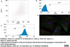 Anti Bovine CD172a Antibody, clone CC149 gallery image 12