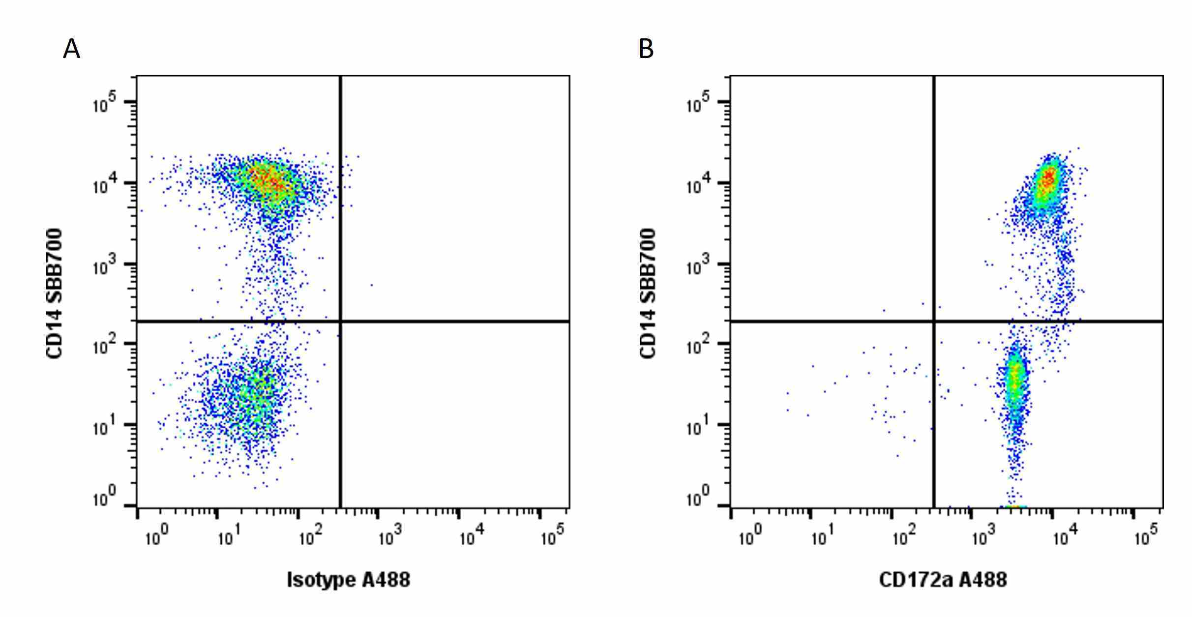 Anti Bovine CD172a Antibody, clone CC149 gallery image 12
