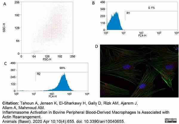 Anti Bovine CD172a Antibody, clone CC149 gallery image 14