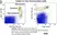 Anti Bovine CD172a Antibody, clone CC149 thumbnail image 16