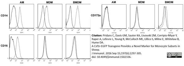 Anti Bovine CD172a Antibody, clone CC149 gallery image 2