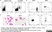 Anti Bovine CD172a Antibody, clone CC149 thumbnail image 3