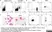 Anti Bovine CD172a Antibody, clone CC149 thumbnail image 3