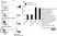 Anti Bovine CD172a Antibody, clone CC149 thumbnail image 6