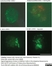 Anti Bovine CD172a Antibody, clone CC149 thumbnail image 7