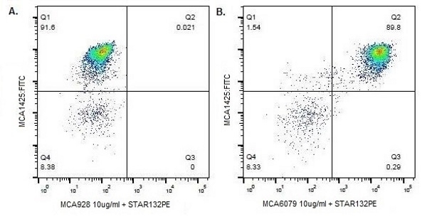 CD172a Antibody|DH59B|MCA6079