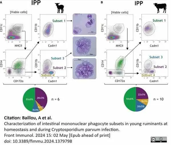 パスピエ 2011―2013 Anti Bovine CD172a Antibody, clone DH59B | Bio-Rad