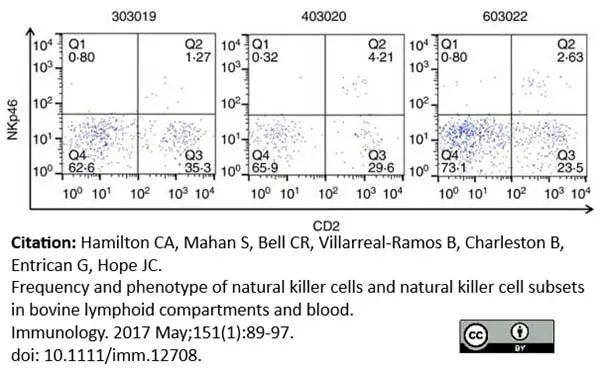 Anti Bovine CD2 Antibody, clone CC42 gallery image 9