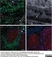 Anti Bovine CD205 Antibody, clone CC98 thumbnail image 3