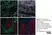 Anti Bovine CD205 Antibody, clone CC98 thumbnail image 3