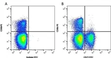Anti Bovine CD21 Antibody, clone CC21 gallery image 1