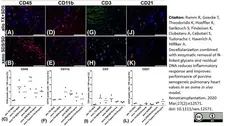 Anti Bovine CD21 Antibody, clone CC21 gallery image 3