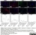 Anti Bovine CD21 Antibody, clone CC21 thumbnail image 3