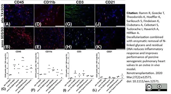 Anti Bovine CD21 Antibody, clone CC21 gallery image 3